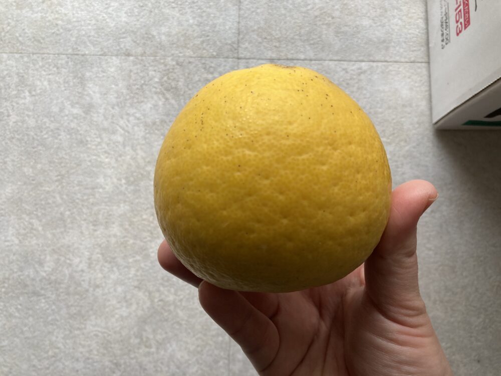 kumamoto-grapefruit
