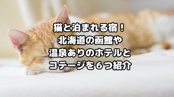 stay-with-cat-hokkaido